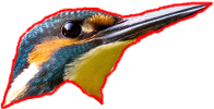 Kingfisher 1 outline